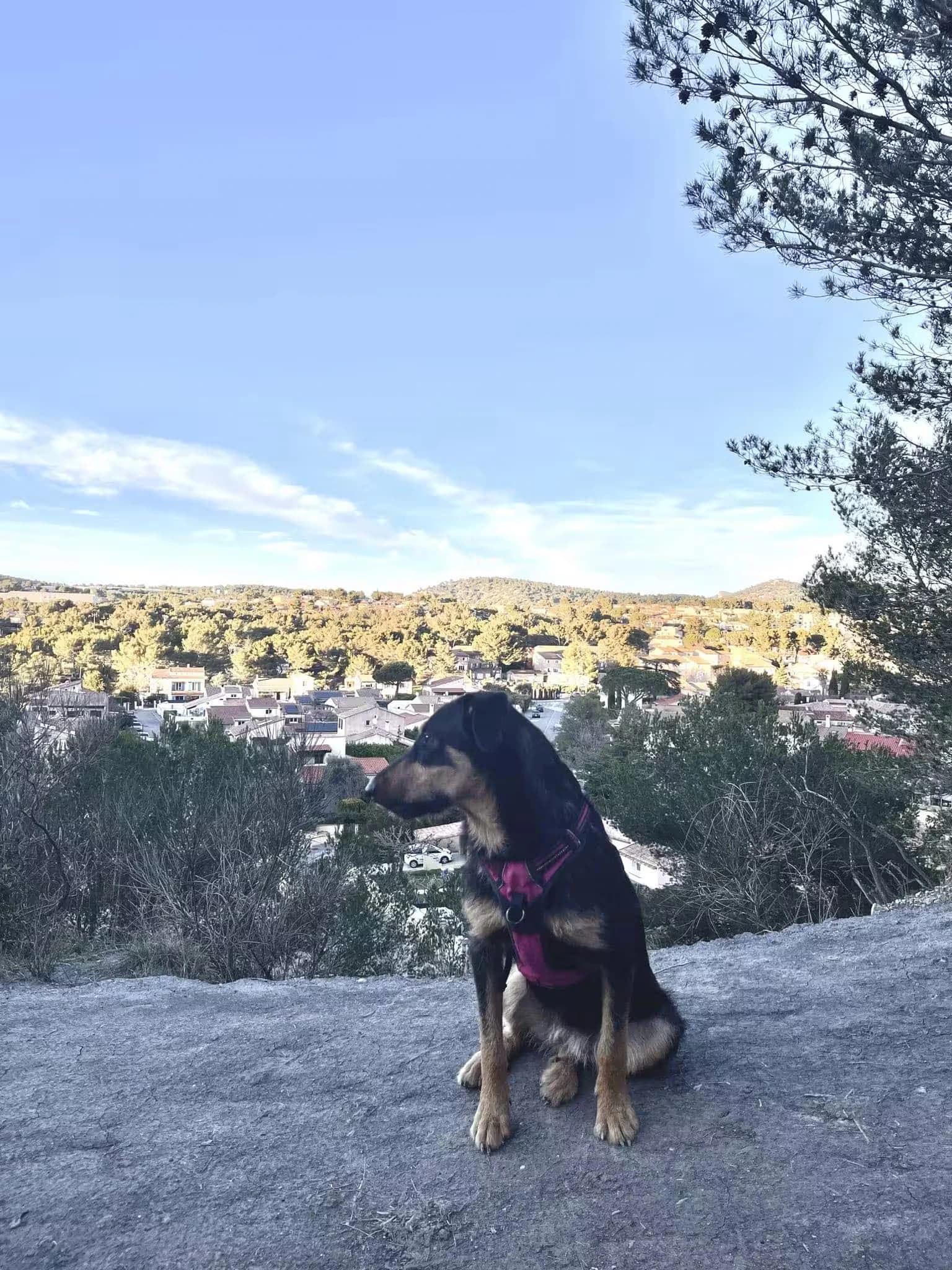 Chien assis sur une colline, illustrant la page des diplômes