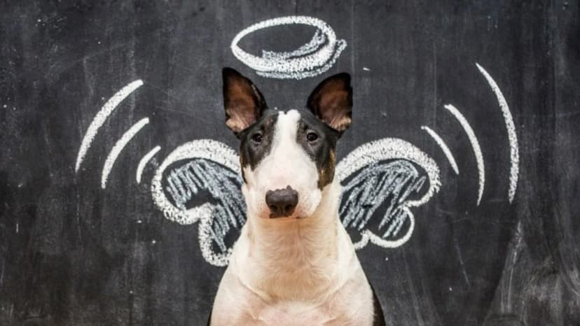 Le "mauvais chien", mythe ou réalité ?