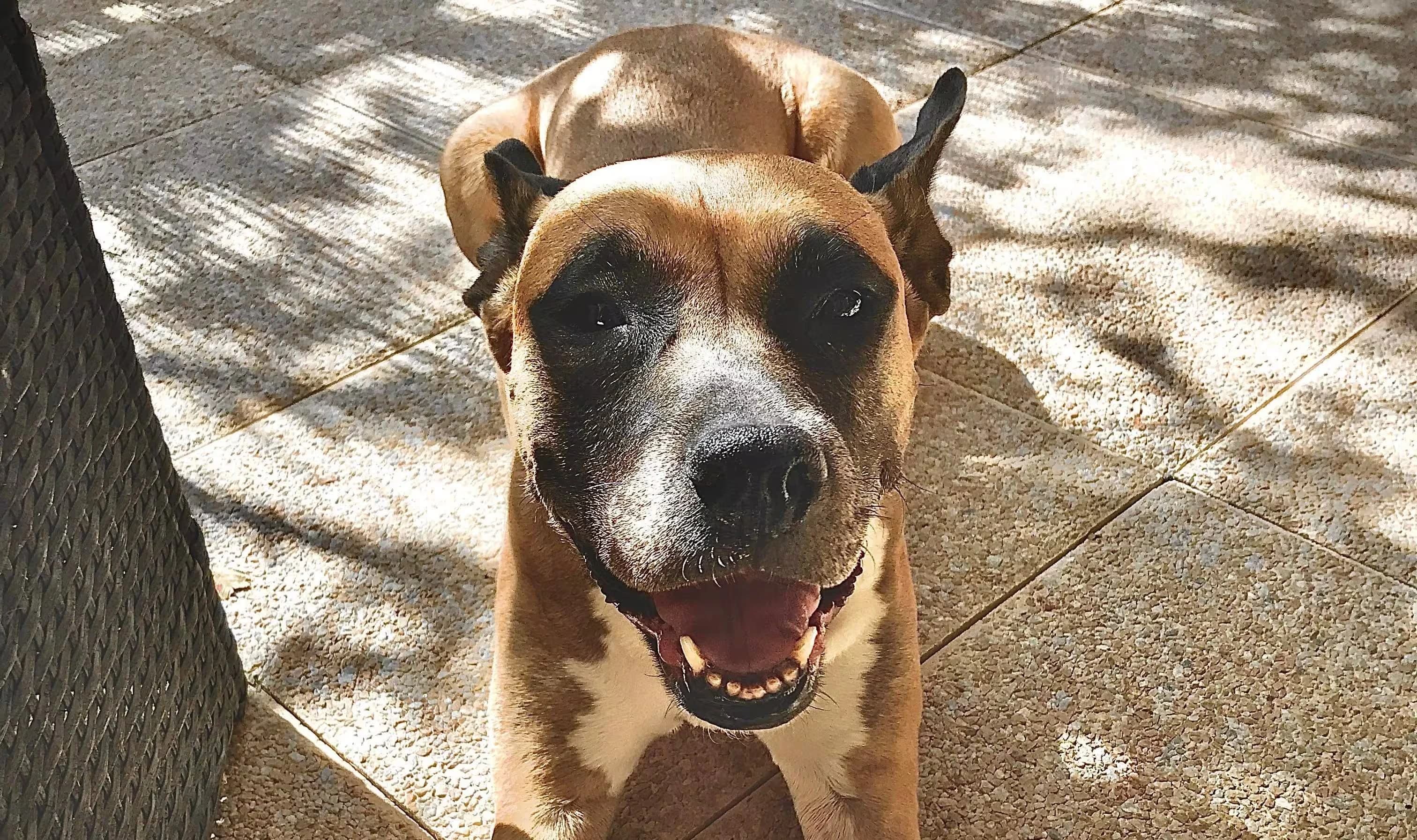 Bannière de bienvenue à la Haronne Dogs School