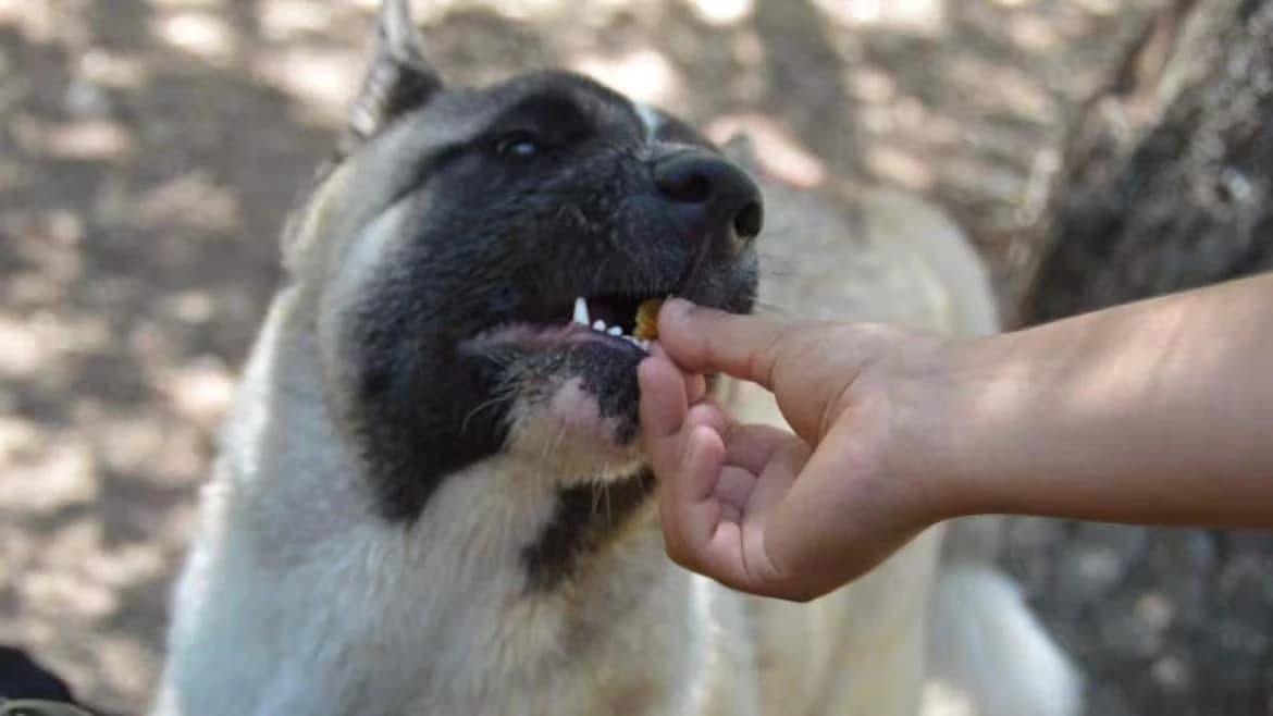 Image représentant la méthode positive en éducation canine